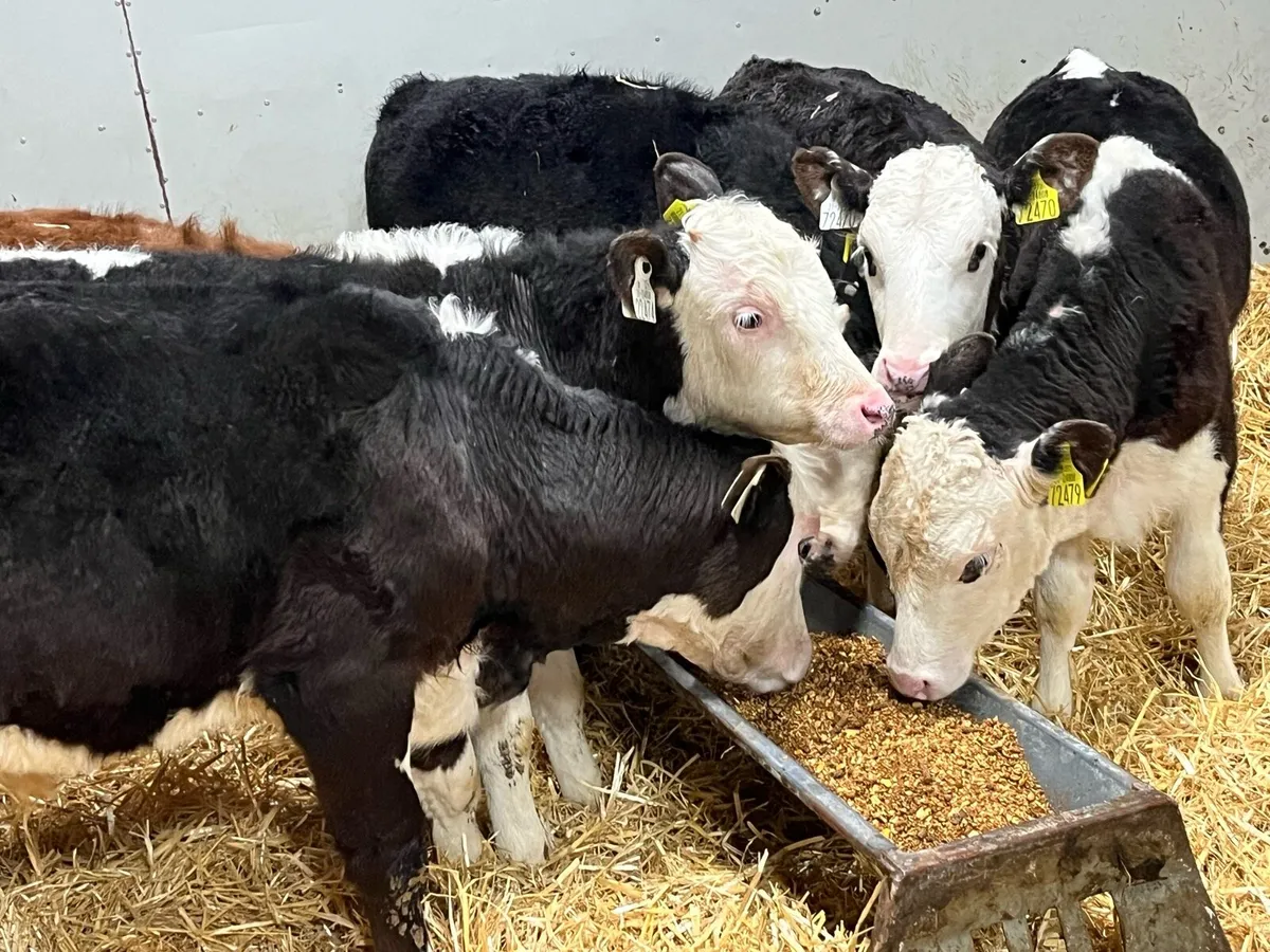 6 Super Hereford Runners From 1 Farm - Image 2