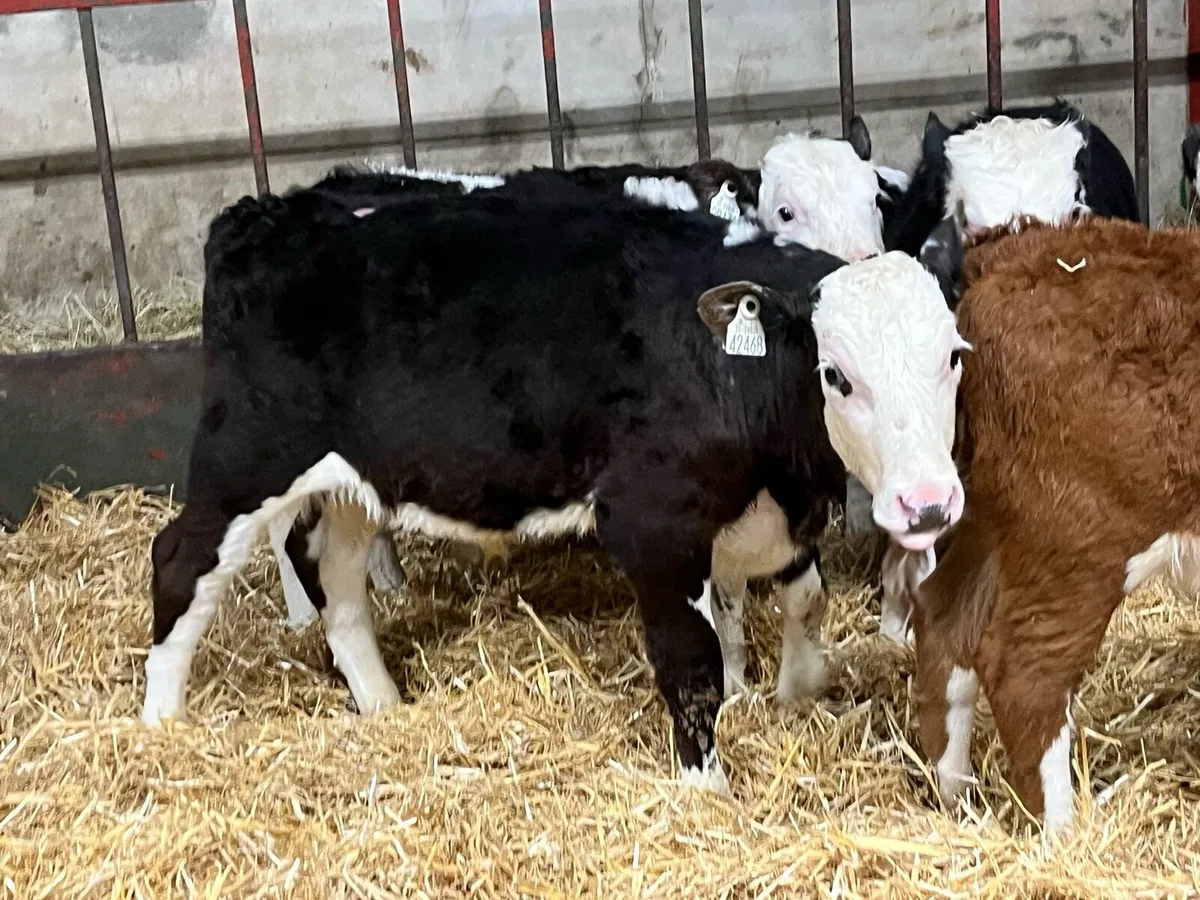 6 Super Hereford Runners From 1 Farm - Image 4