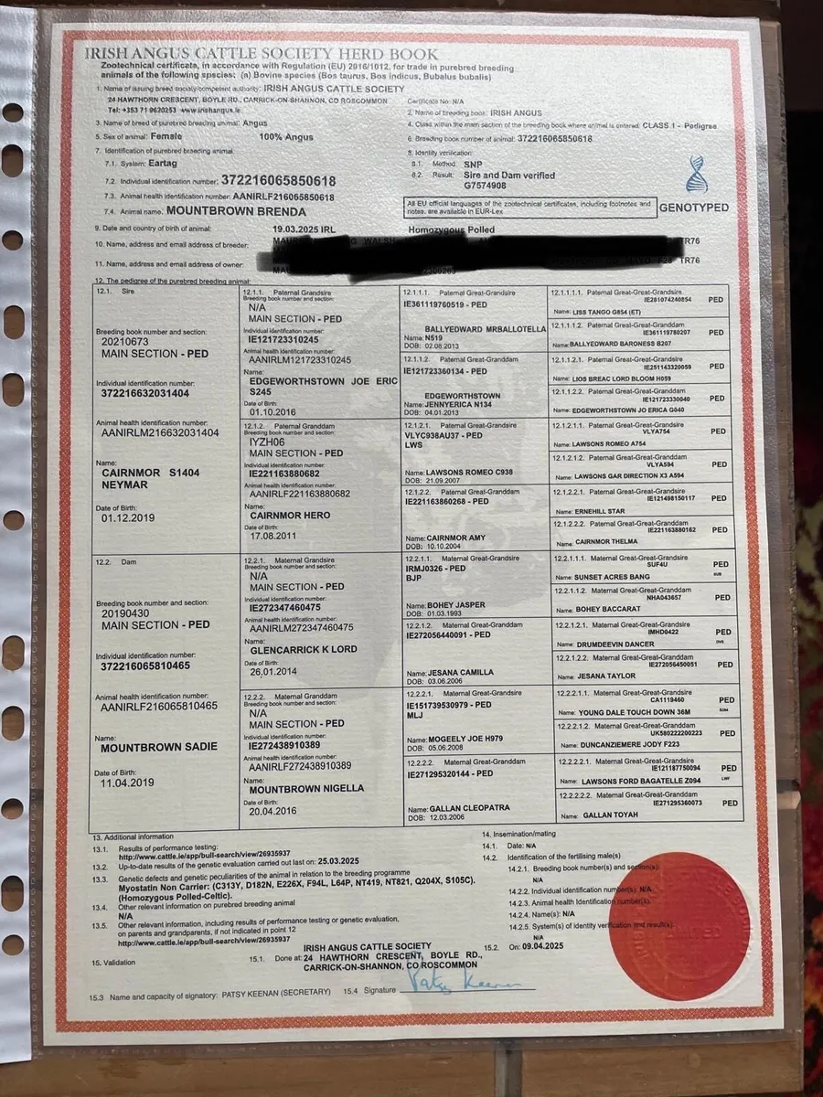 4 purebred AA heifers balla sat 14th march - Image 2