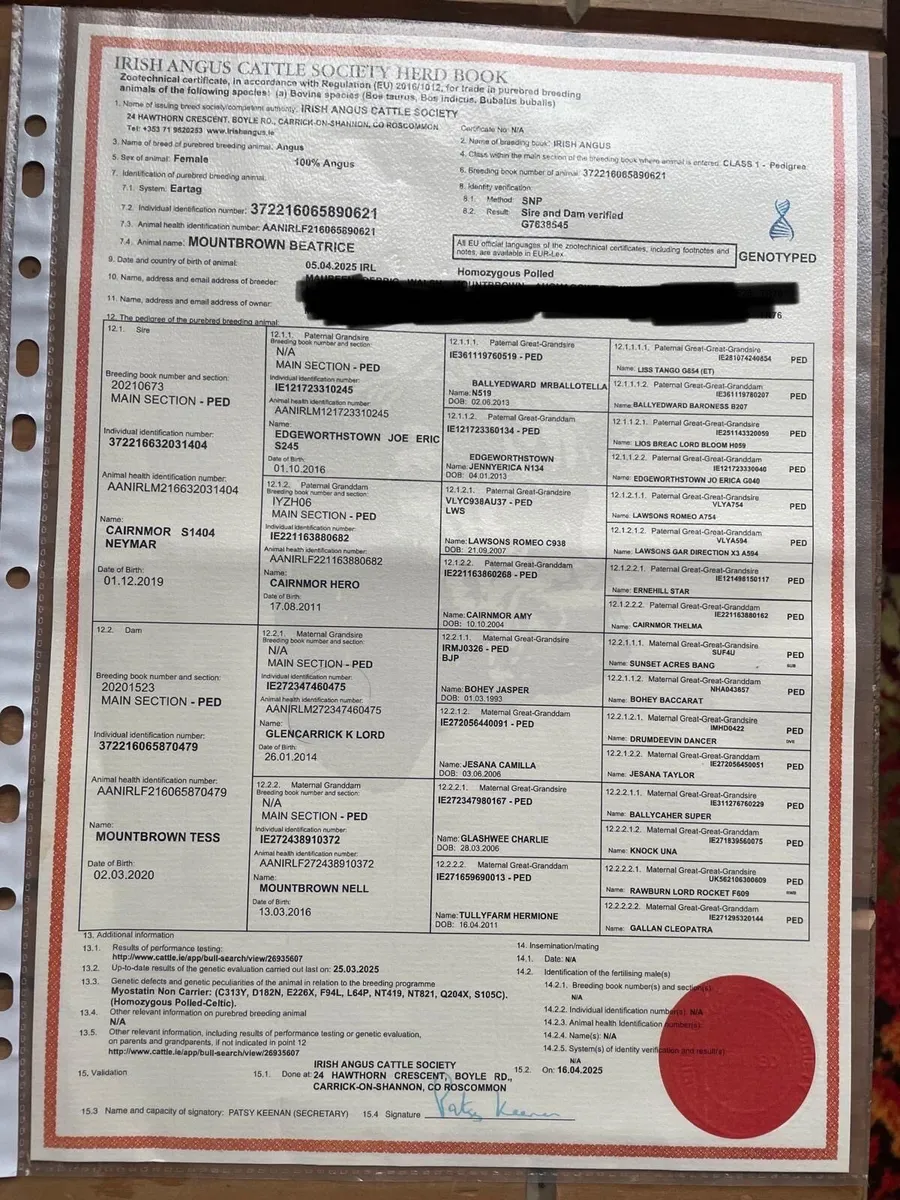 4 purebred AA heifers balla sat 14th march - Image 3