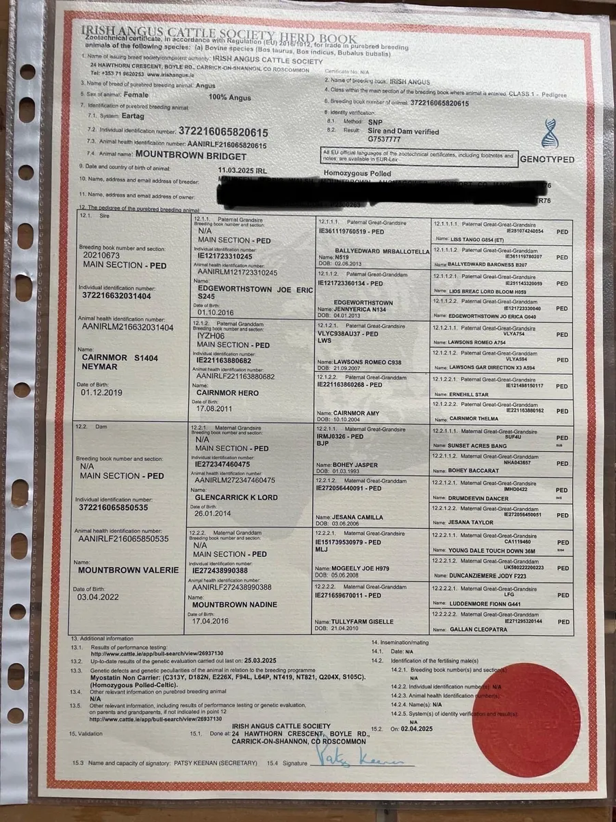 4 purebred AA heifers balla sat 14th march - Image 4