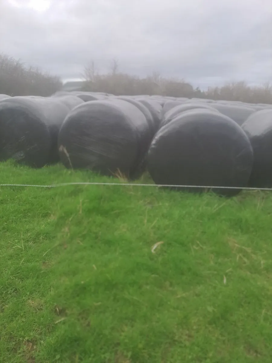 Silage Bales - Image 2