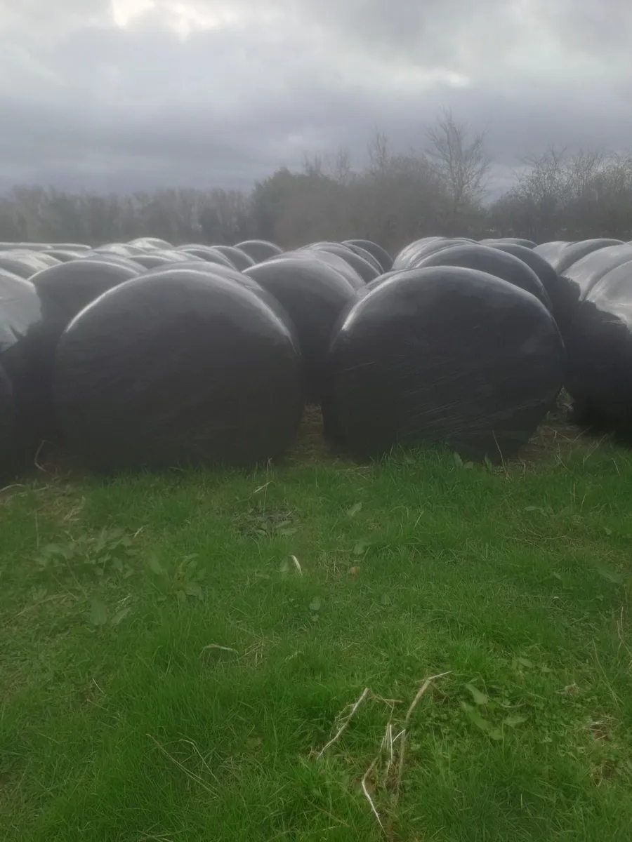 Silage Bales - Image 3