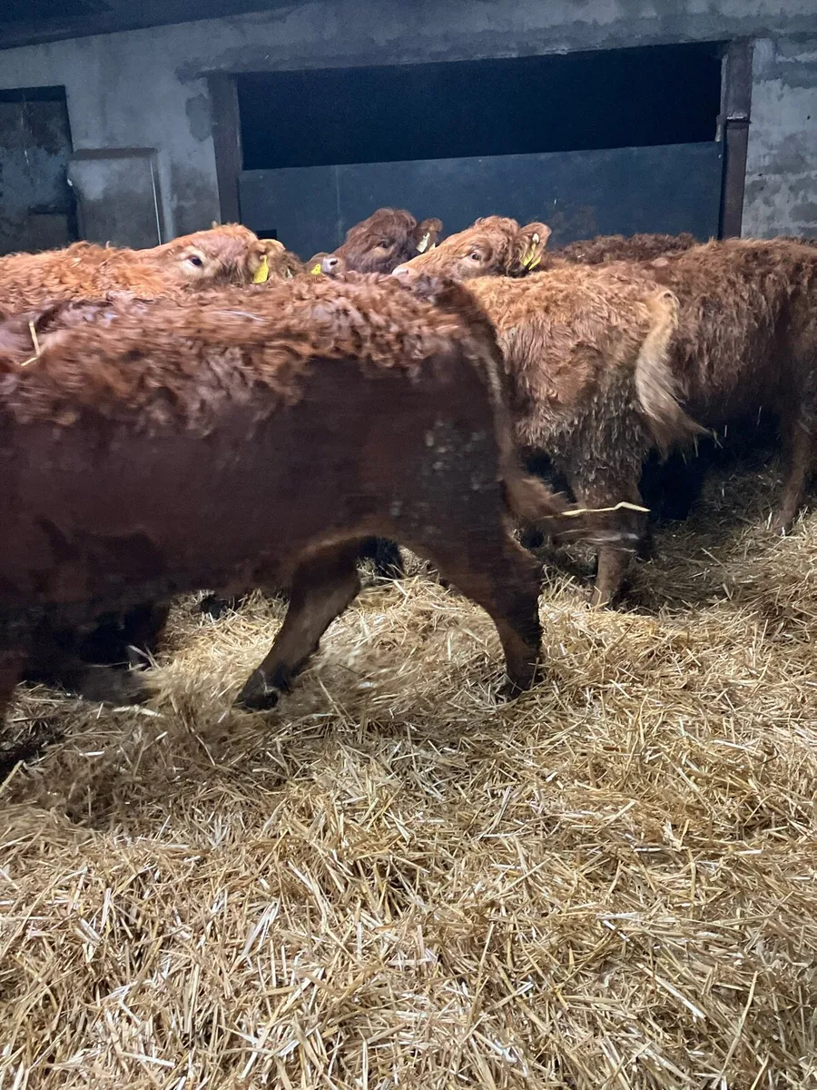 👉Limousine heifer Weanlings🫴 - Image 4
