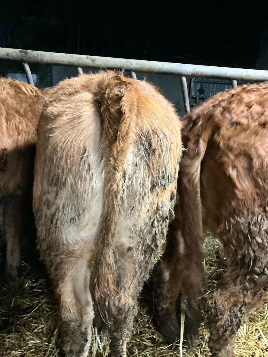 👉Limousine heifer Weanlings🫴 - Image 3