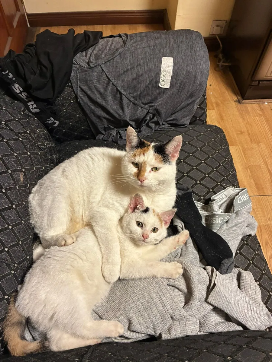 Frienly kittens Vet checked - Image 4