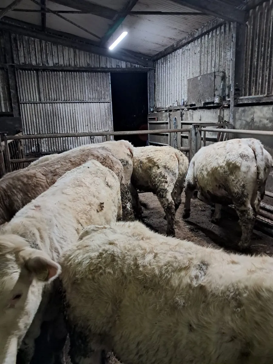 Weanling  heifers - Image 1