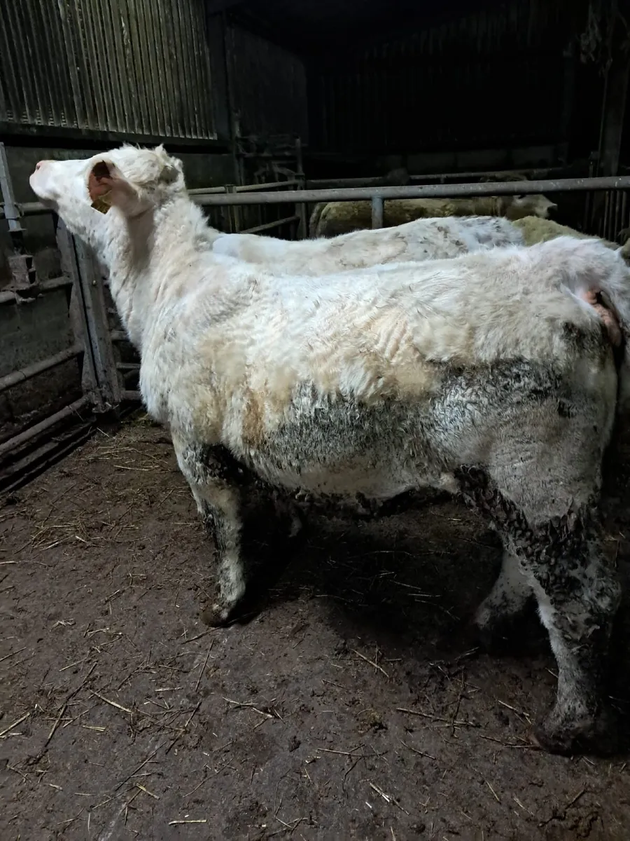 Weanling  heifers - Image 2