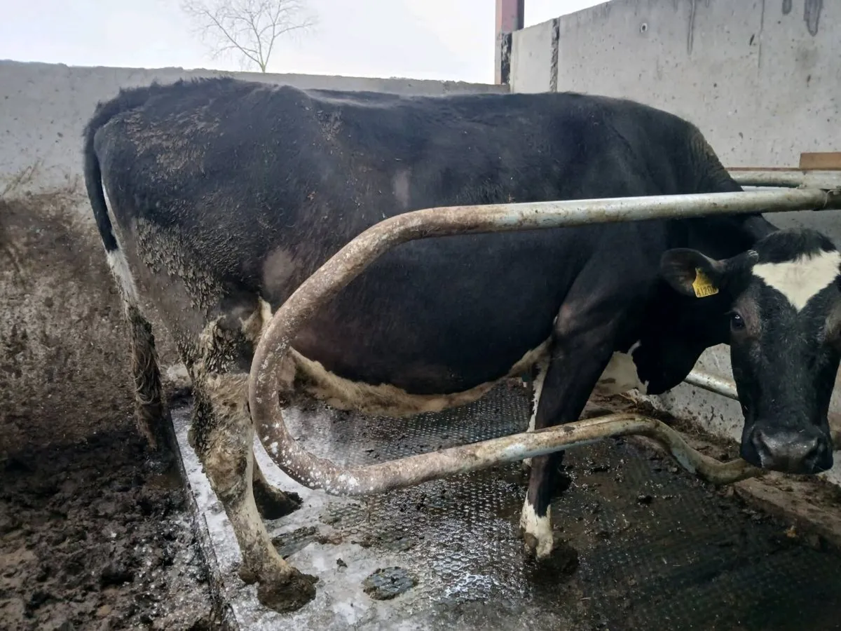 10 incalf/ calf cow's - Image 4