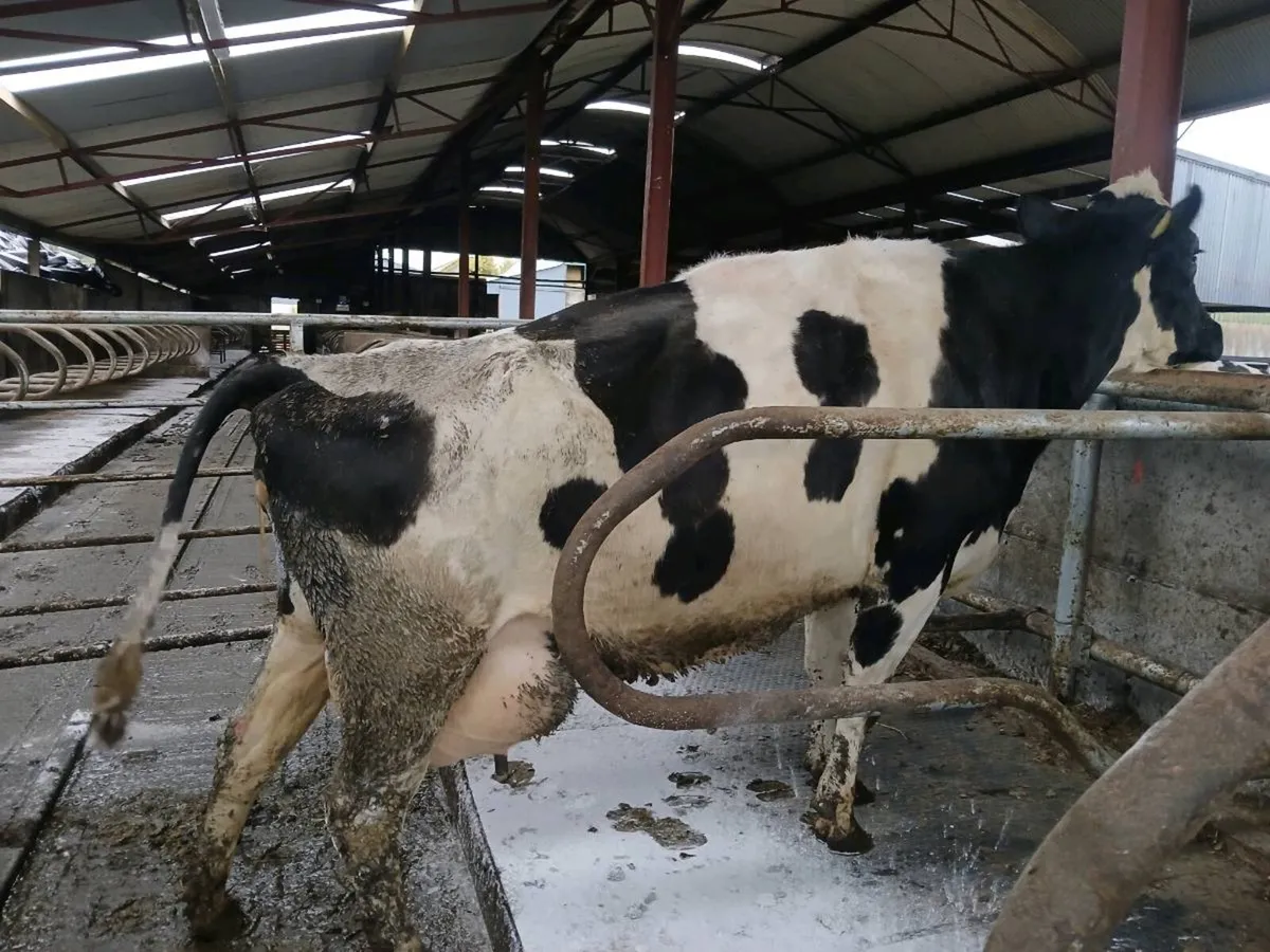 10 incalf/ calf cow's - Image 1