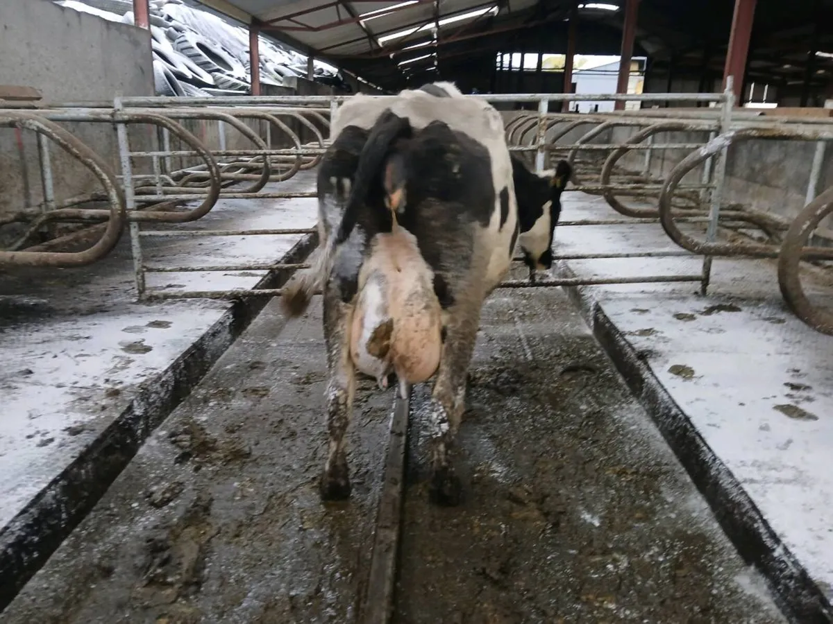 10 incalf/ calf cow's - Image 2