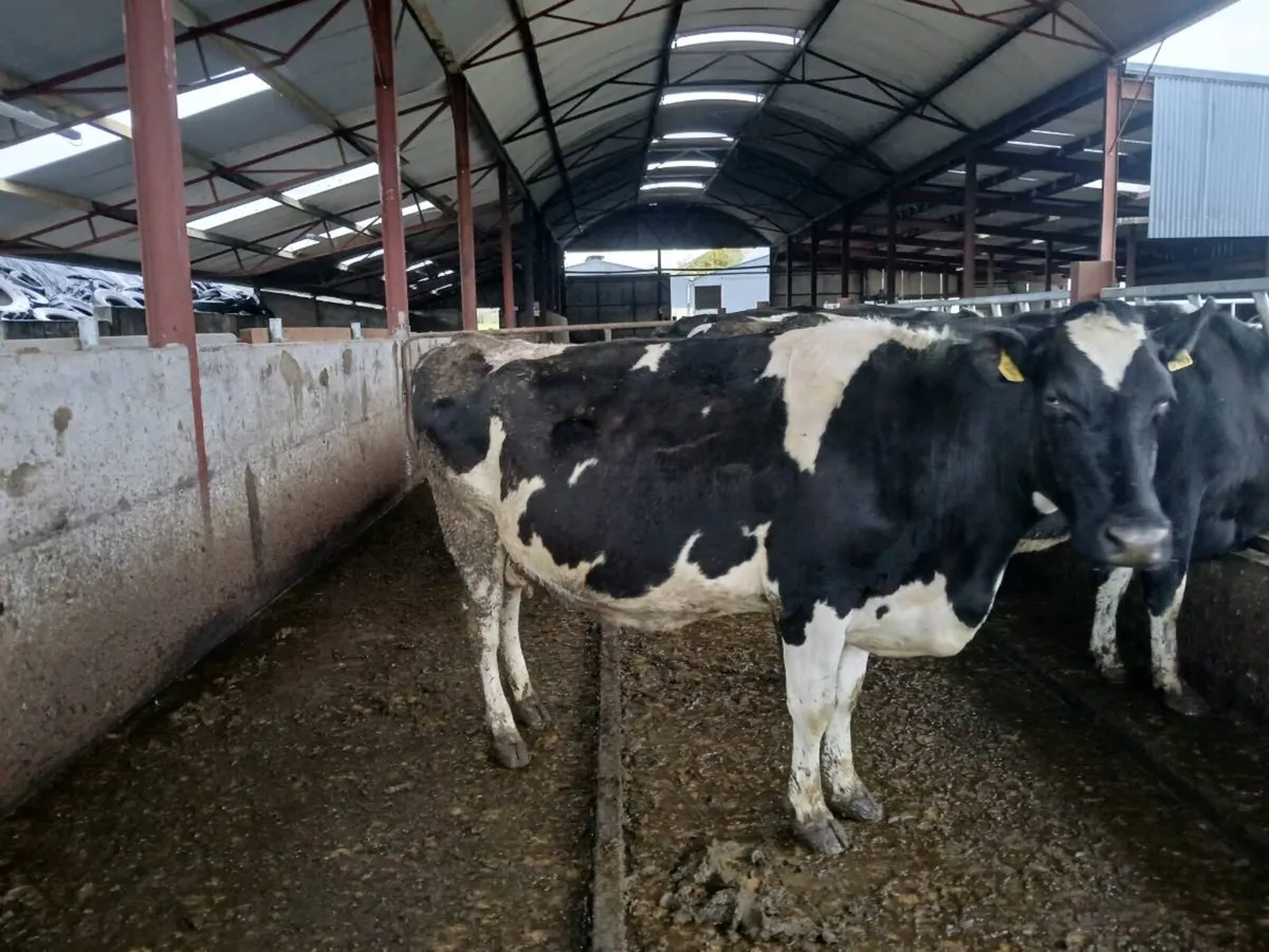 10 incalf/ calf cow's - Image 3