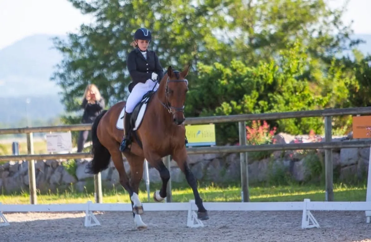 Mobile Dressage Schooling / Riding Service - Image 2
