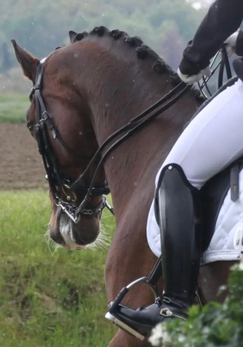 Mobile Dressage Schooling / Riding Service - Image 1