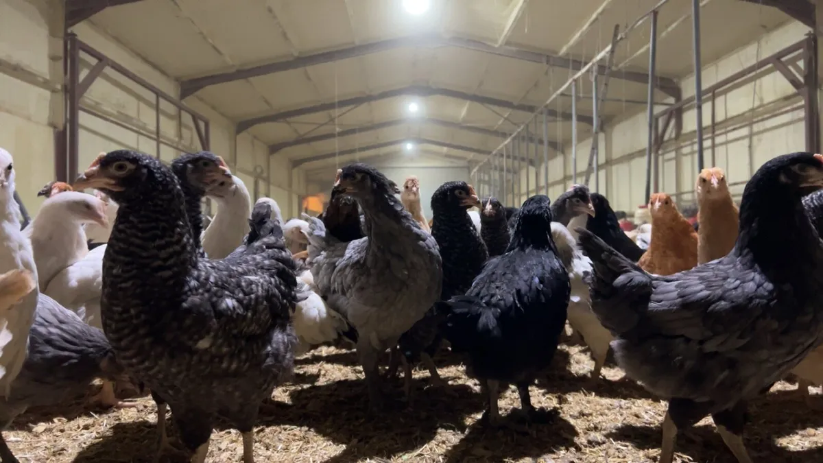 Point of Lay Pullets delivered tomorrow - Image 4