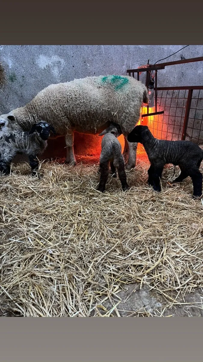 Pet lamb - Image 1
