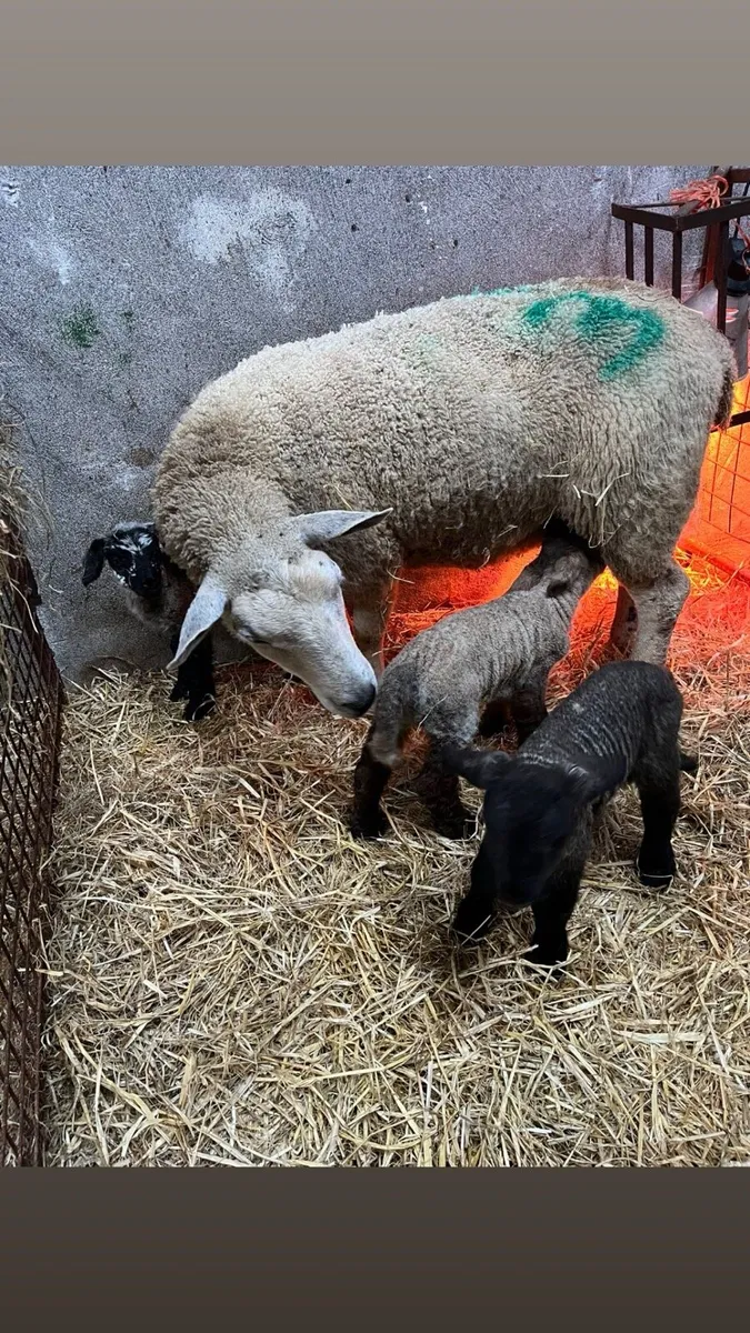 Pet lamb - Image 2