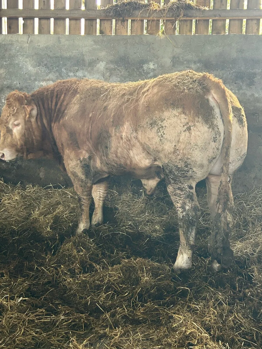 Blonde bulls - Image 3