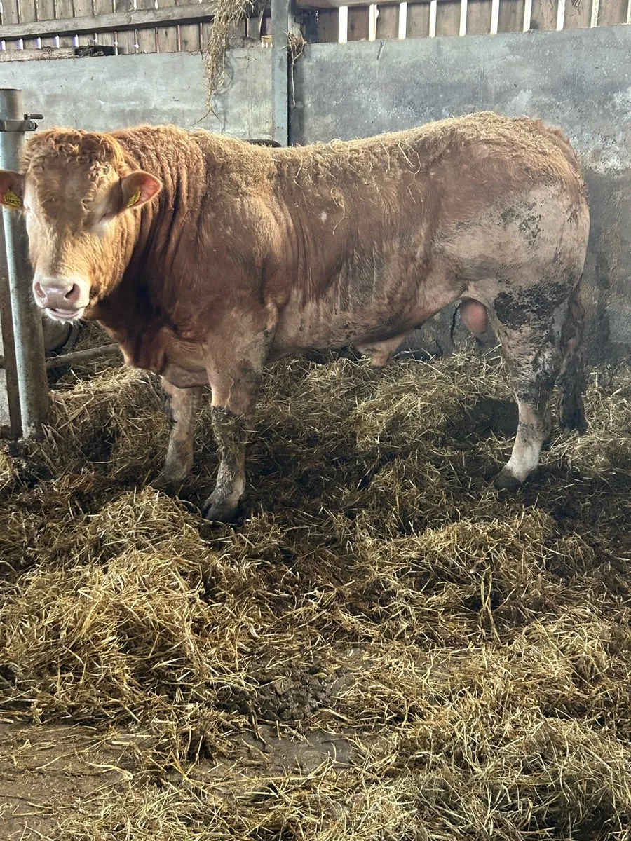 Blonde bulls - Image 4