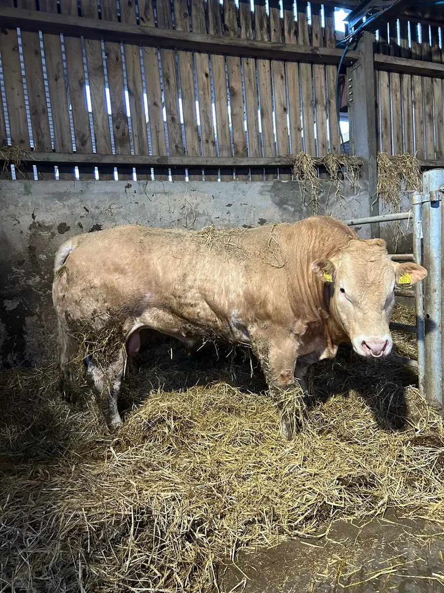 Blonde bulls - Image 1