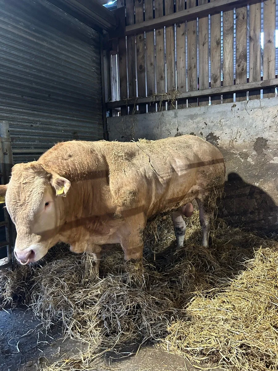 Blonde bulls - Image 2