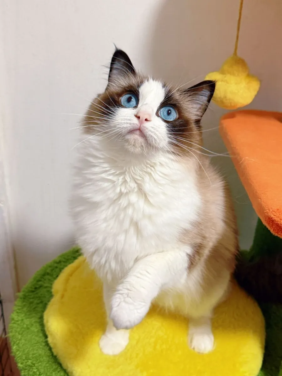 Purebred Ragdoll cat for sale TICA Registered - Image 1
