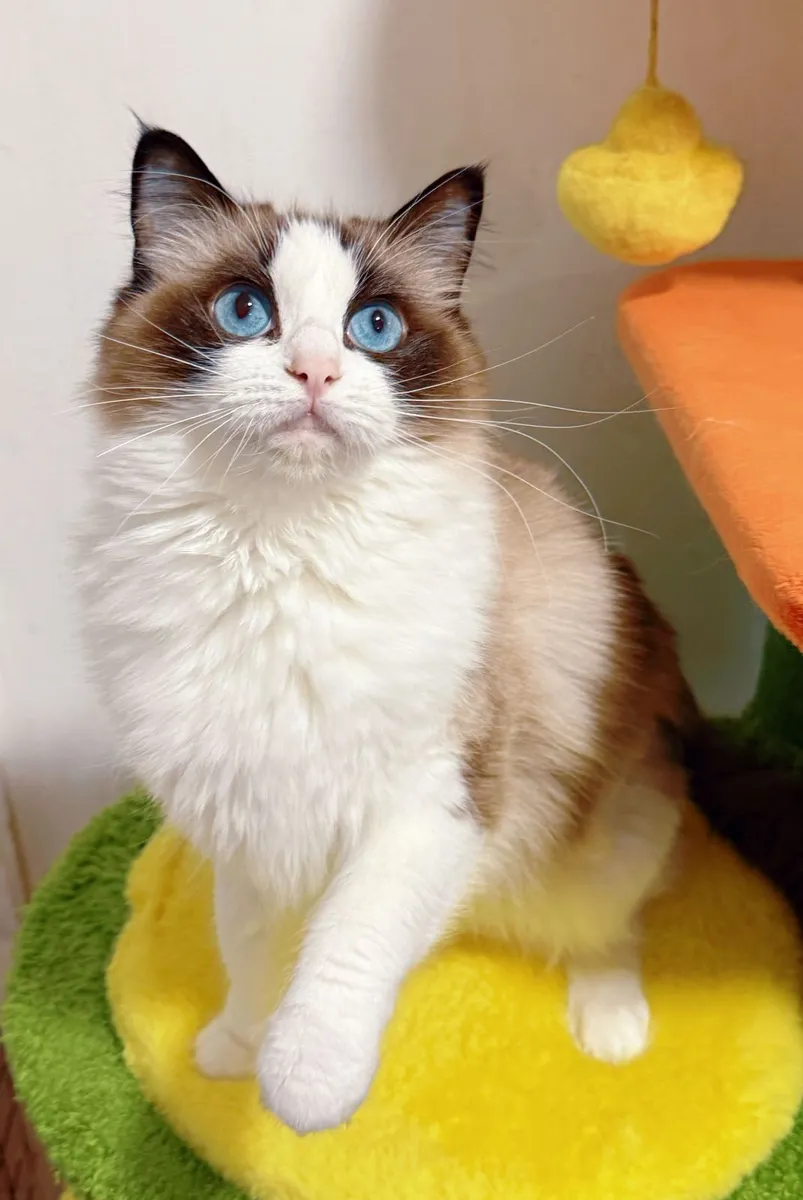Purebred Ragdoll cat for sale TICA Registered - Image 2