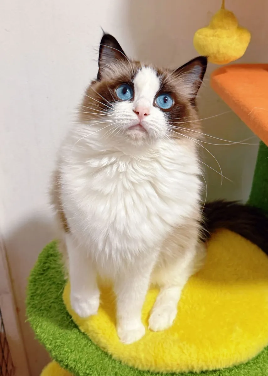 Purebred Ragdoll cat for sale TICA Registered - Image 3