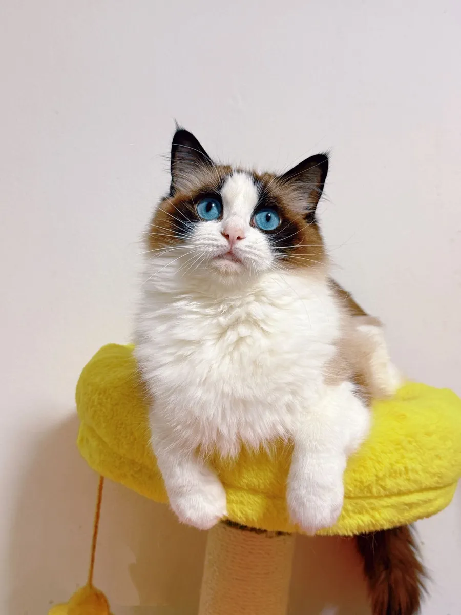 Purebred Ragdoll cat for sale TICA Registered - Image 4