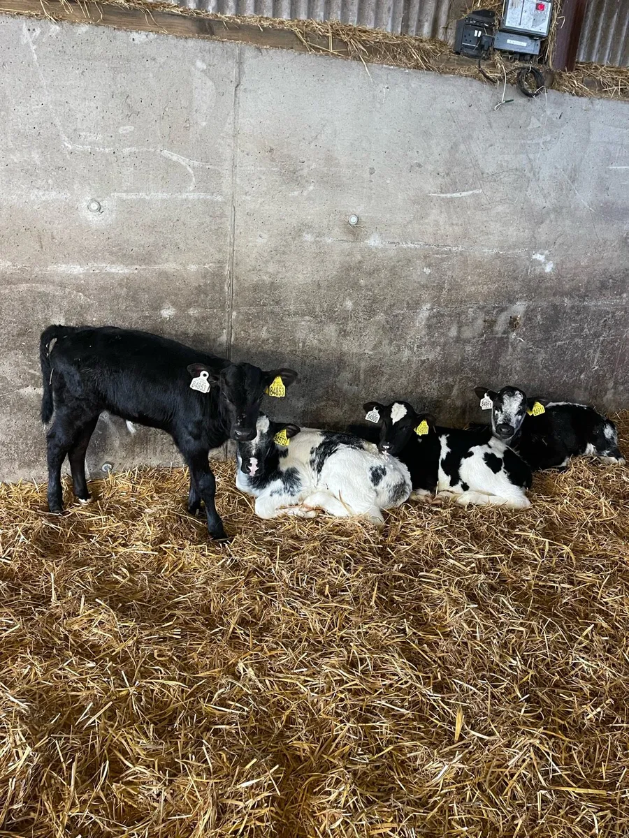 Calves - Image 4