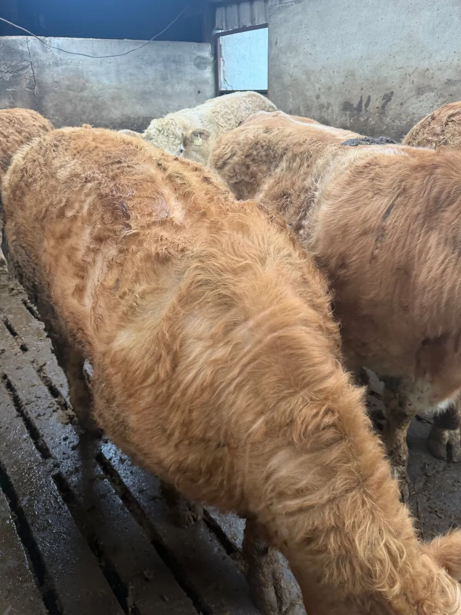 Charolais weanlings - Image 1
