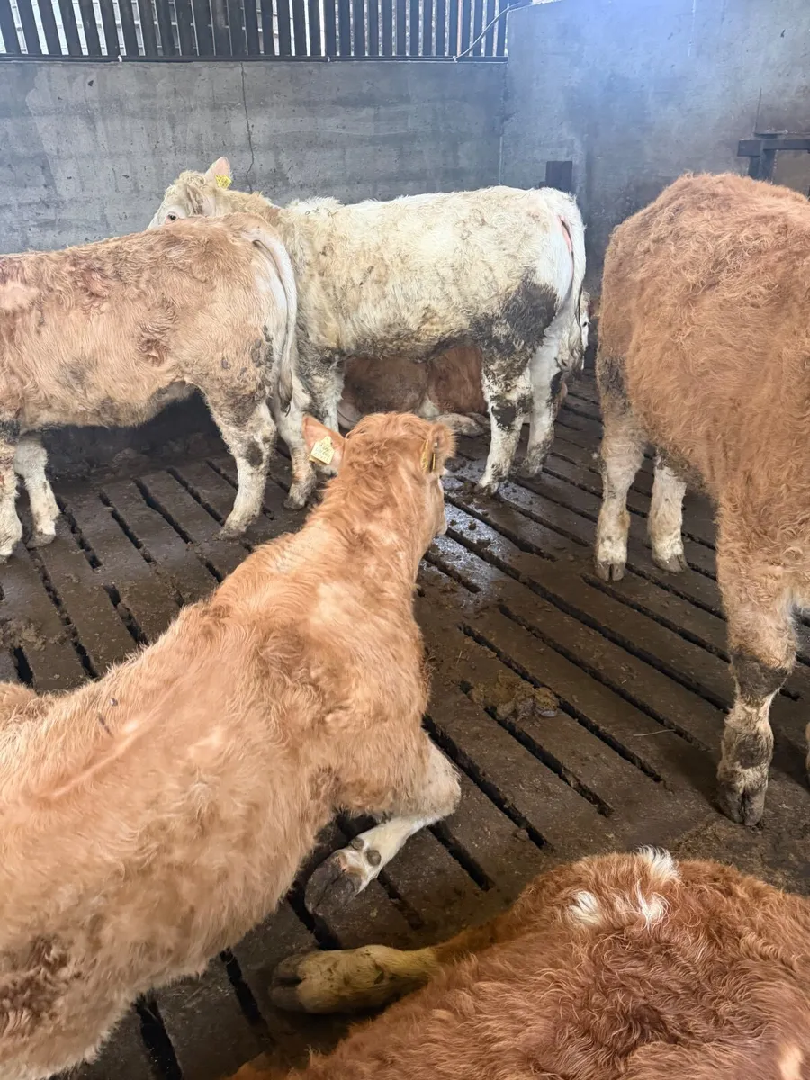 Charolais weanlings - Image 3