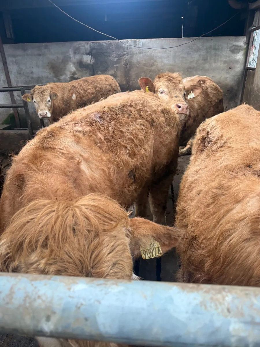 Charolais weanlings - Image 4
