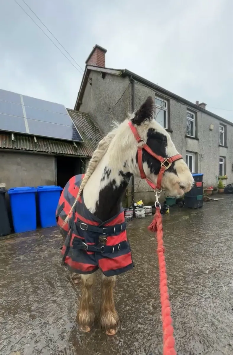 12hh lead rein/childs pony - Image 1