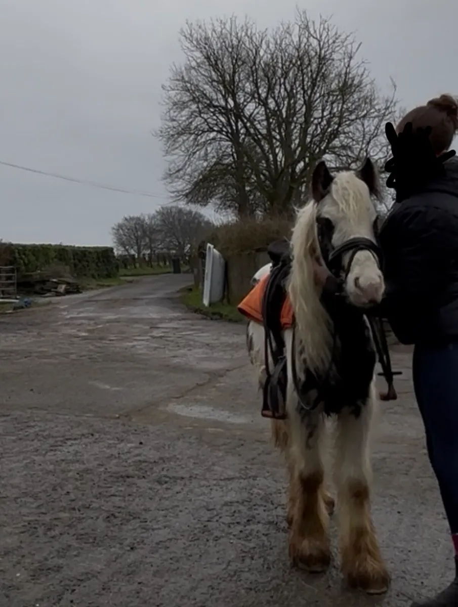 12hh lead rein/childs pony - Image 3