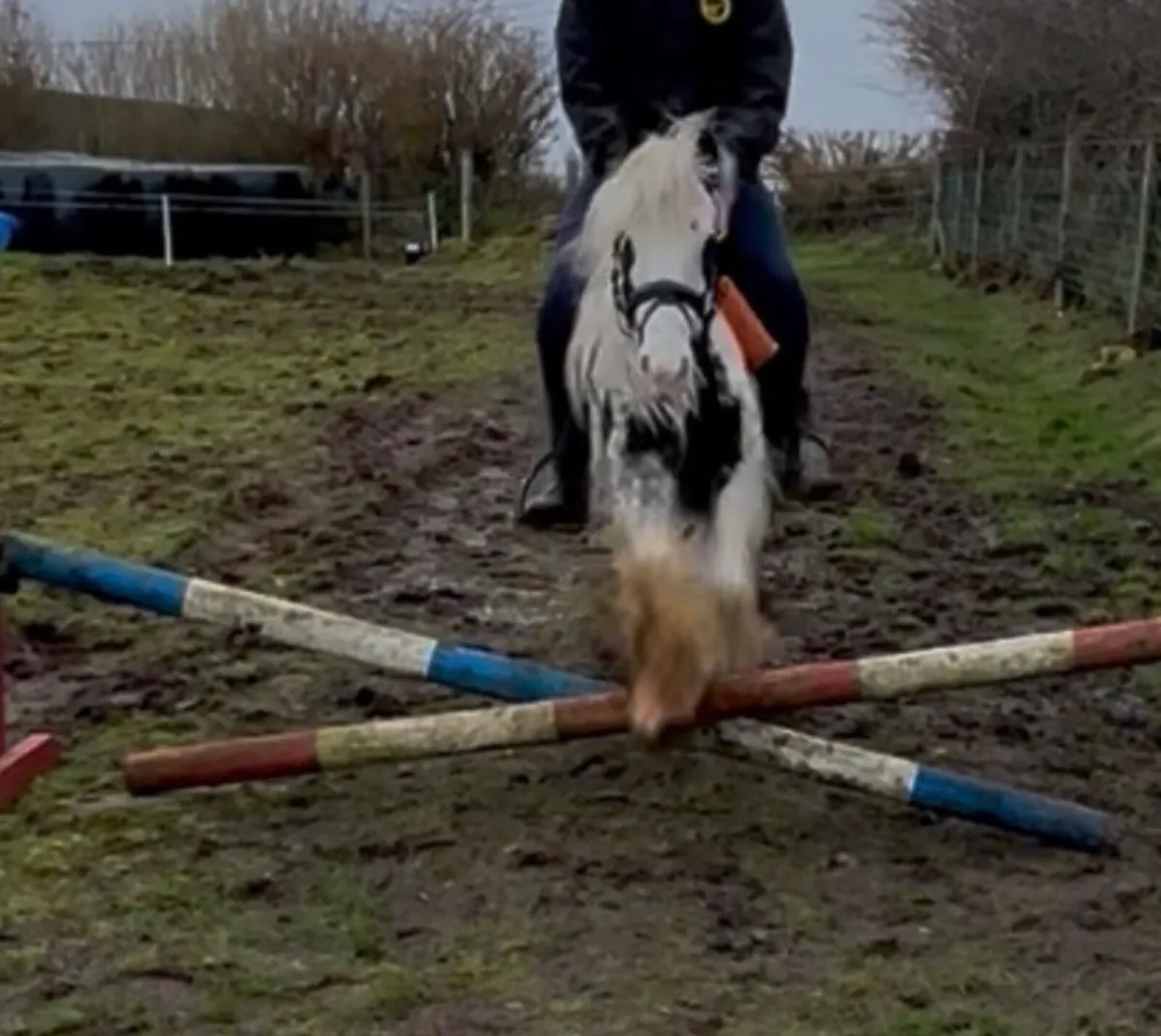 12hh lead rein/childs pony - Image 4