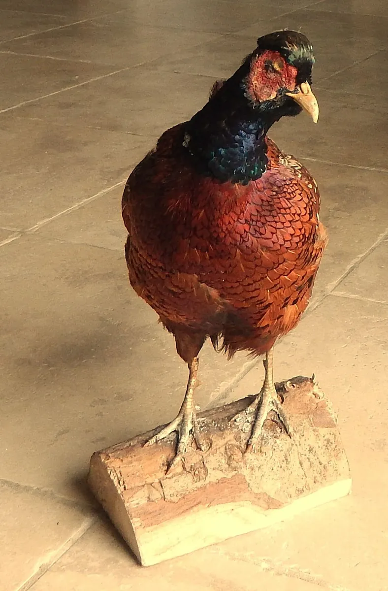 Vintage Taxidermy of Pheasant - Image 2