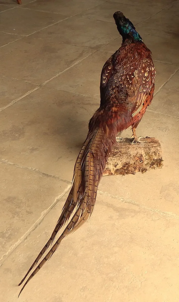 Vintage Taxidermy of Pheasant - Image 4