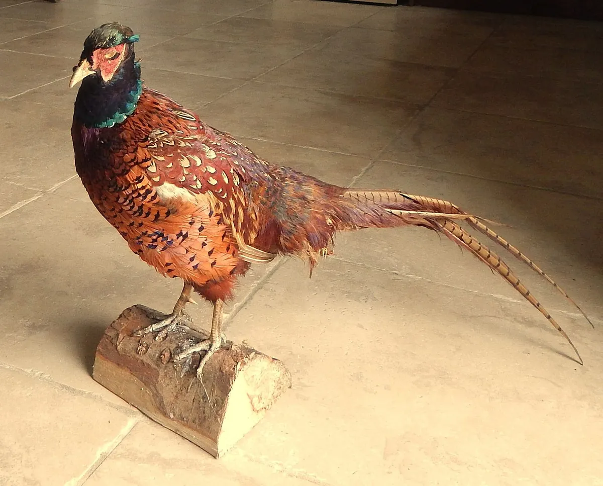 Vintage Taxidermy of Pheasant - Image 1