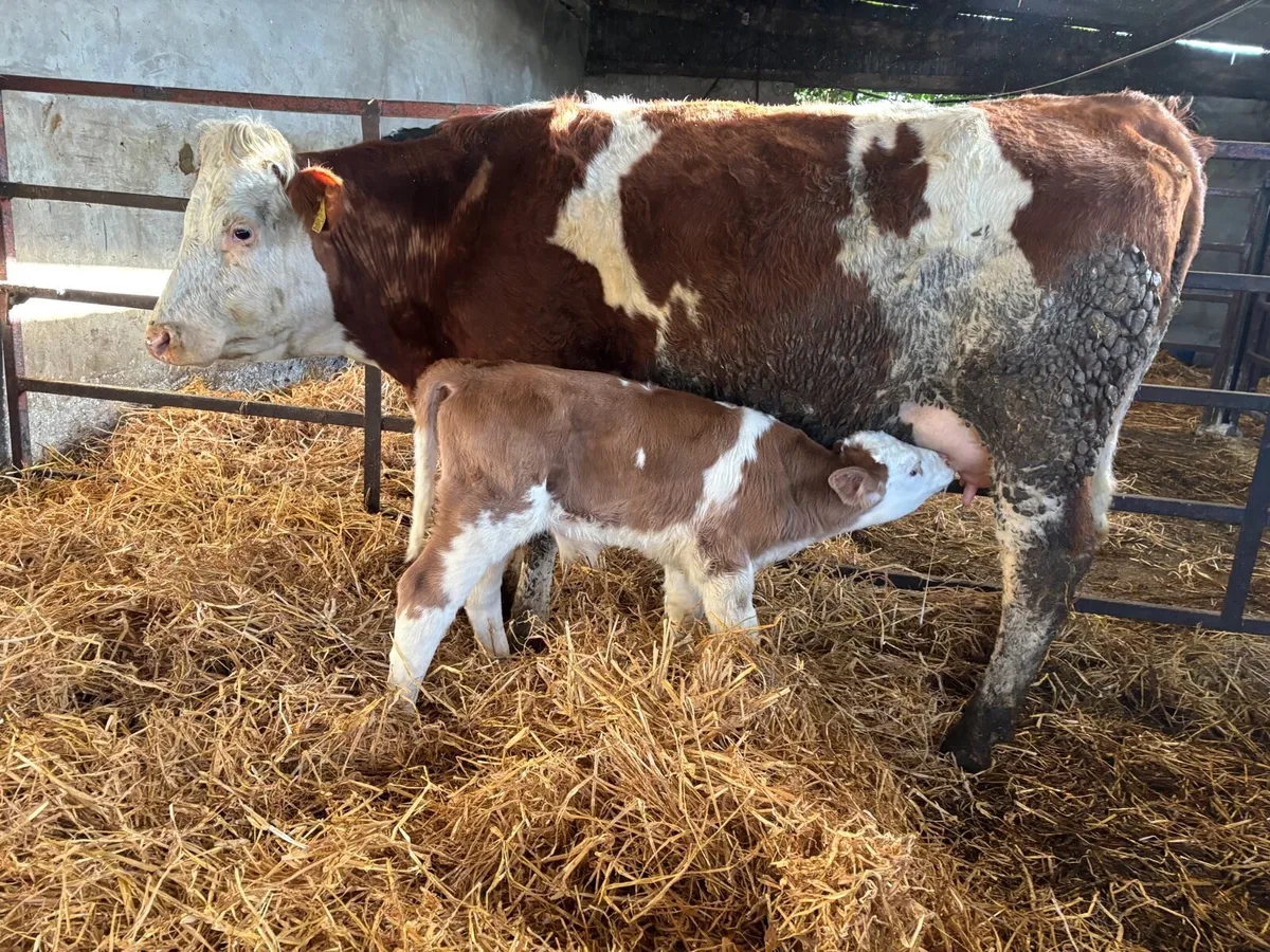 Simmental cow and calf
