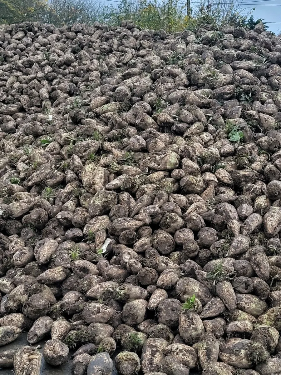 Beet (Magnum & Alishia Sugar Beet) - Image 3