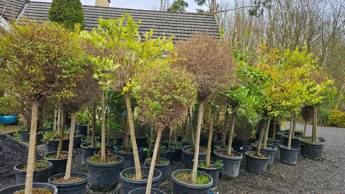 6 to 8ft Tall Lollipop Trees - Image 2