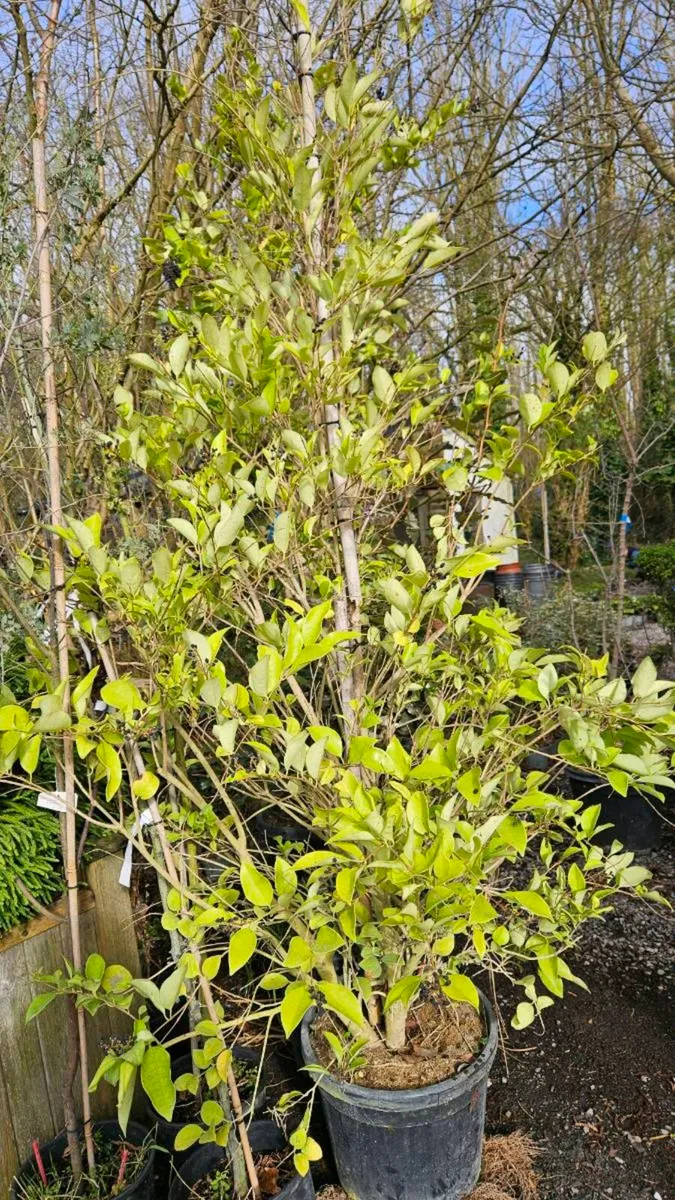 6 to 8ft Tall Lollipop Trees - Image 4