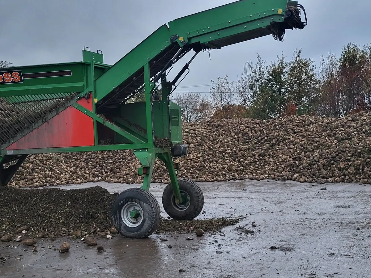 Beet (Magnum & Alishia Sugar Beet) - Image 4