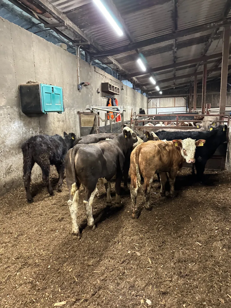 Charolais Angus and Simmental heifers - Image 2