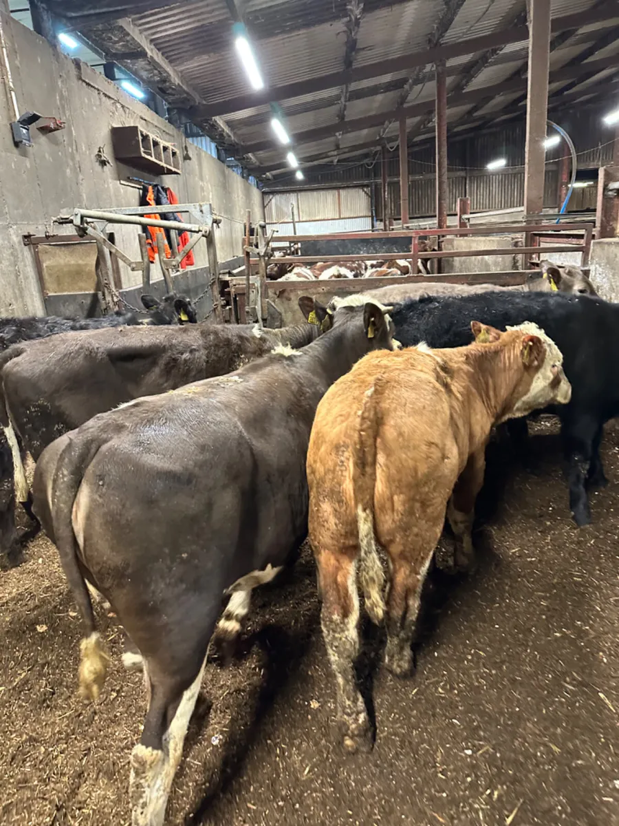 Charolais Angus and Simmental heifers - Image 3