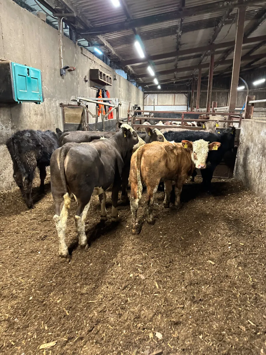 Charolais Angus and Simmental heifers - Image 1