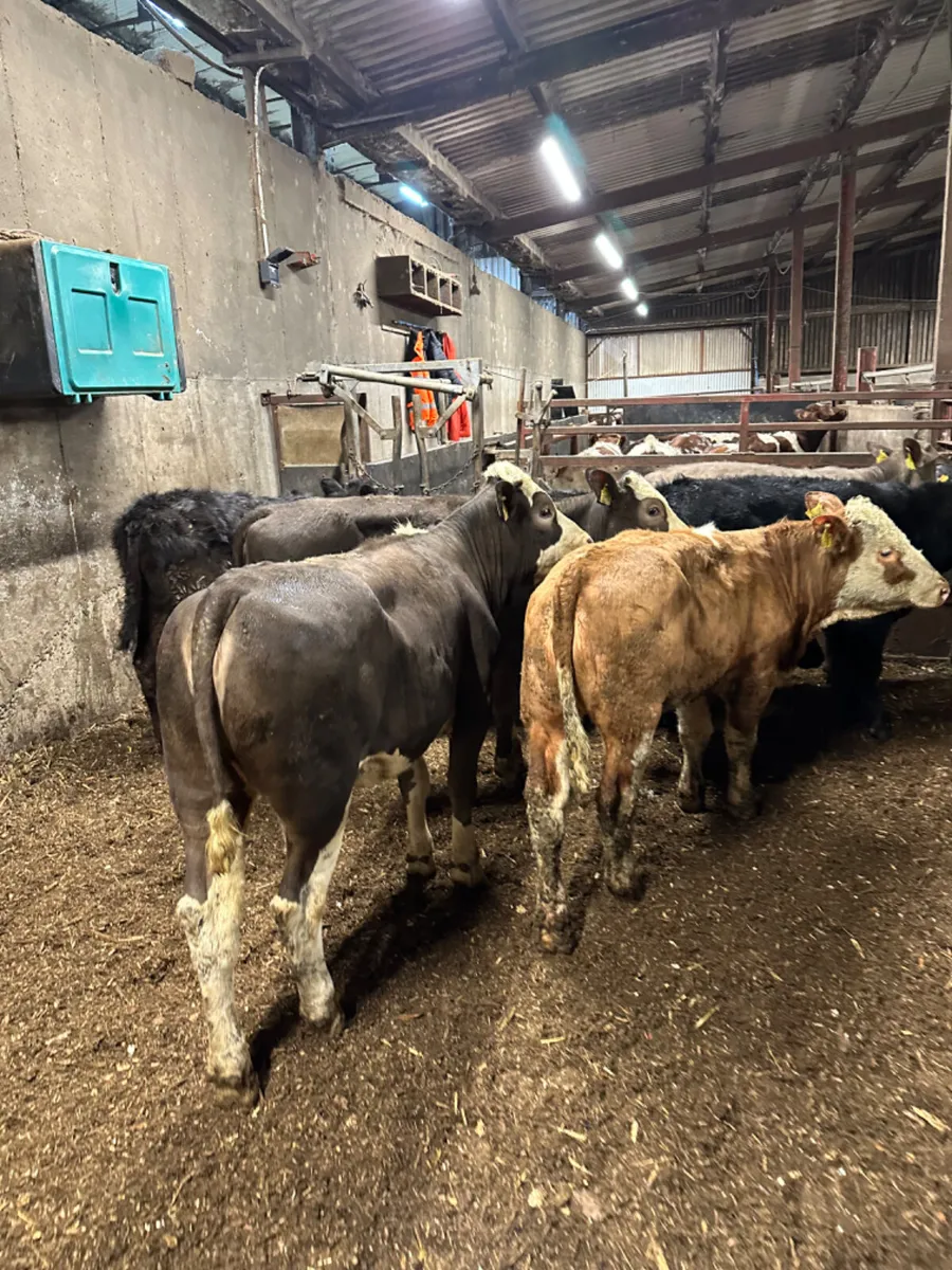 Charolais Angus and Simmental heifers - Image 4