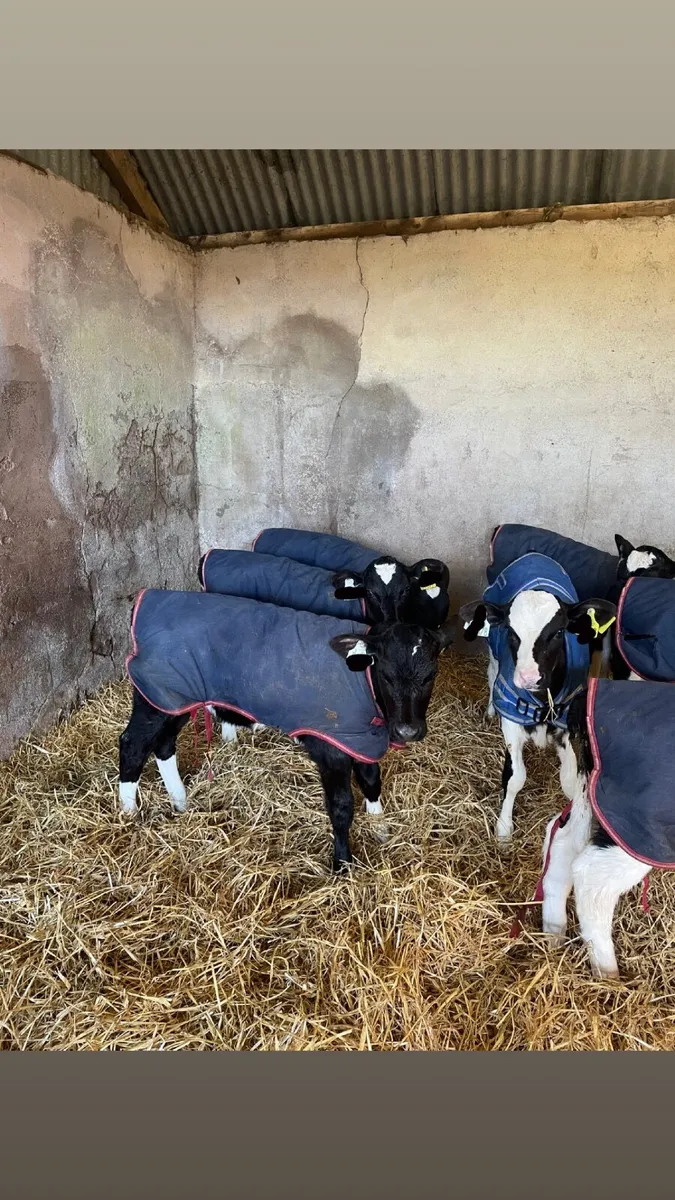 Pedigree Freisian Heifer Calves - Image 1