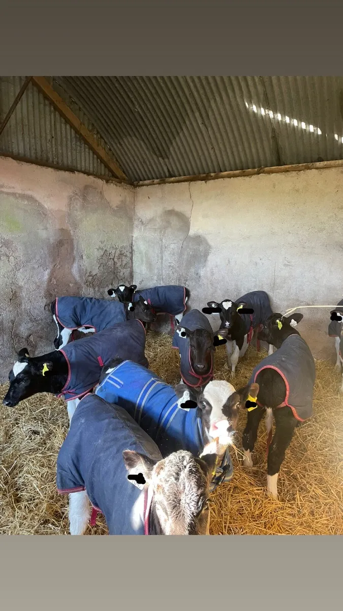 Pedigree Freisian Heifer Calves - Image 2